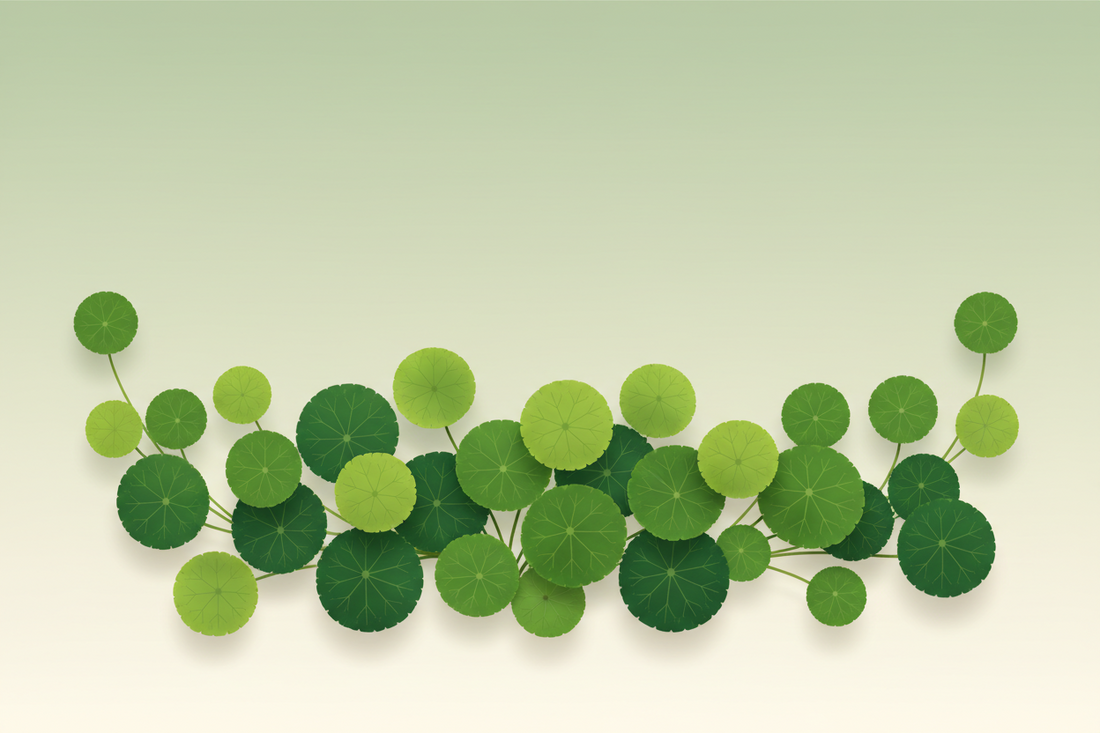 What Is Centella Asiatica (Cica) and Why Is It in Everything?